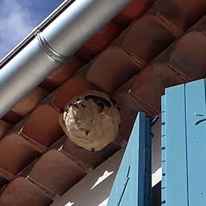 Frelons asiatique en bordure de toiture détruit par SOS HORNETS canton de Fayence