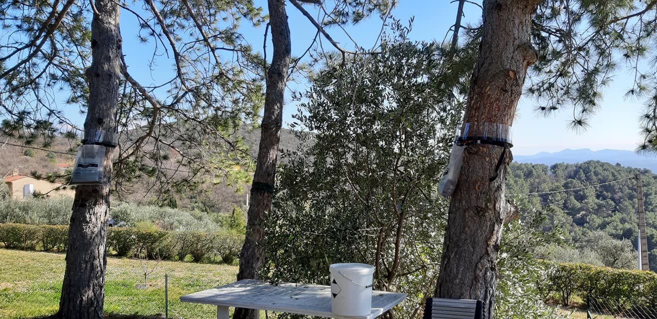 Piège à chenille installé sur les arbres de votre jardin